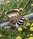 [Killdeer, Dunton Park #2, May 14, click to enlarge]